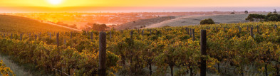 Vineyards at sunset