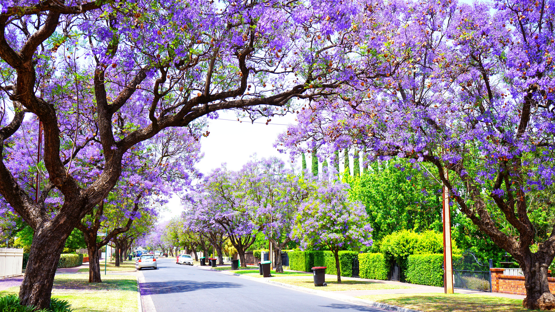 Jacaranda tree lined street Glenside Adelaide