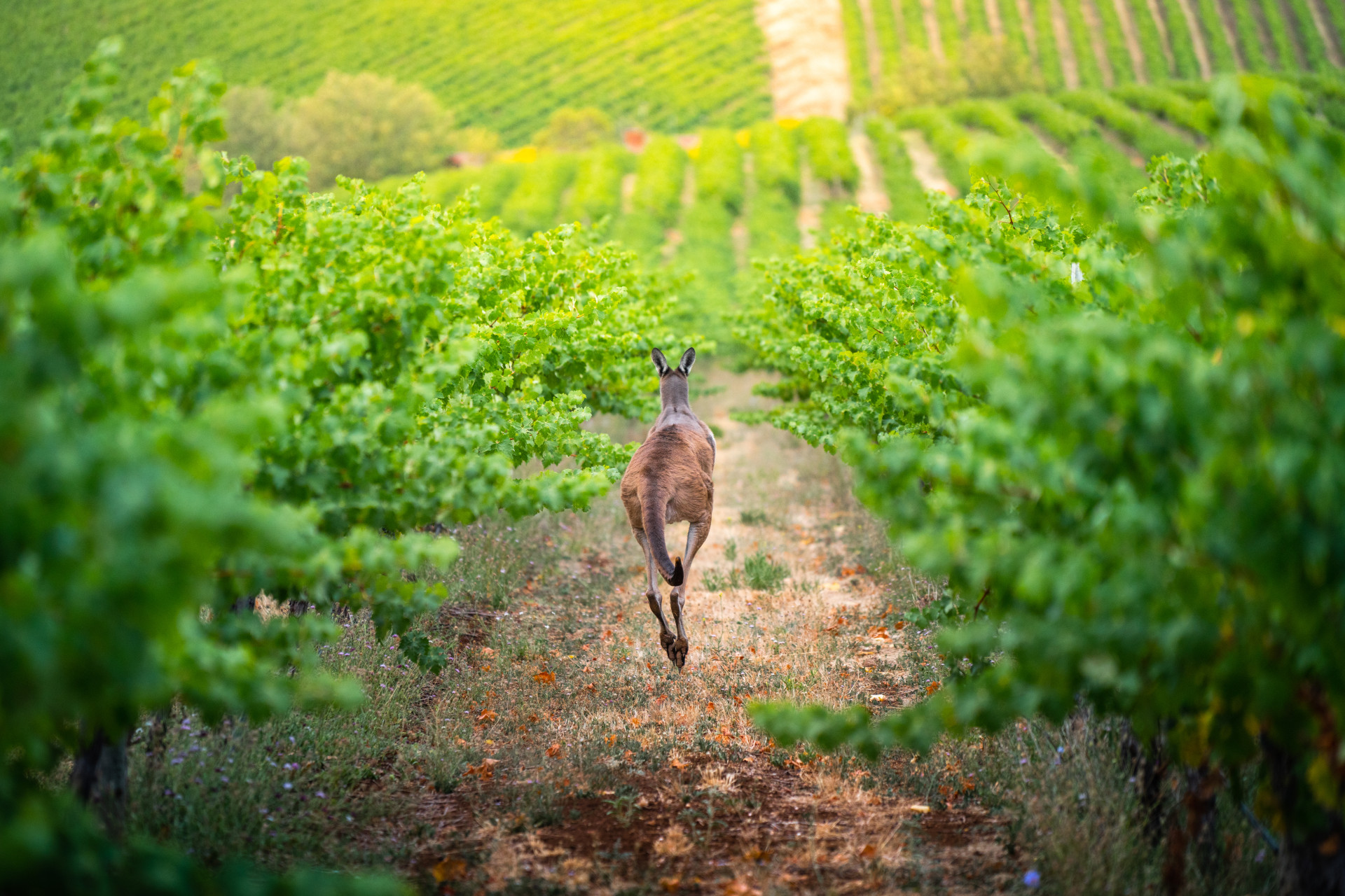 Kangaroo in vines